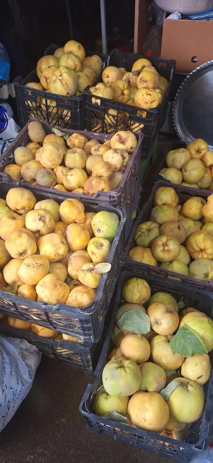 فروش به باکیفیت وارگانیک|خوردنی و آشامیدنی|یاسوج, |دیوار