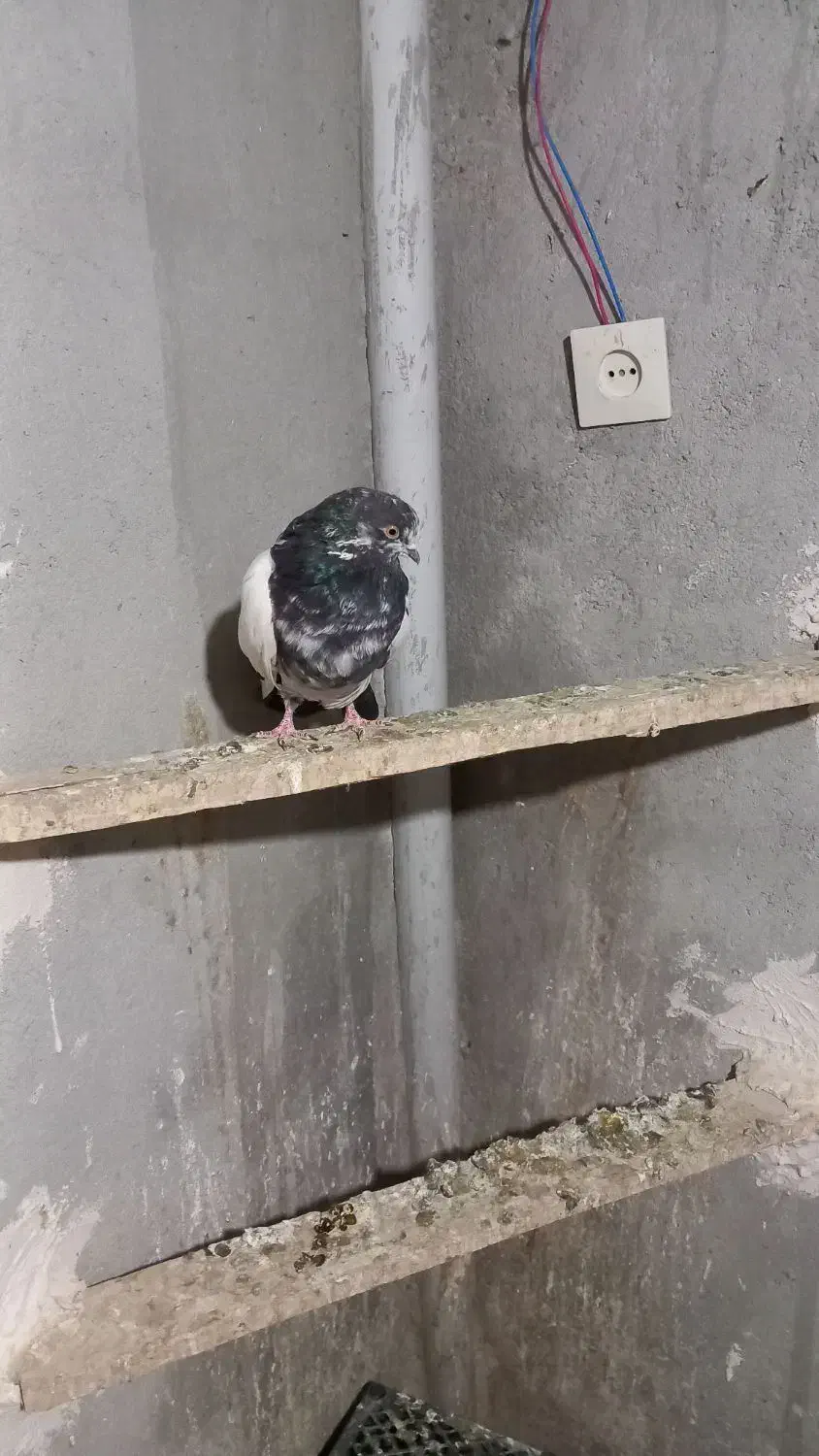 کبوتر ماده کله دم سبز نوک ریز|پرنده|کبودرآهنگ, |دیوار