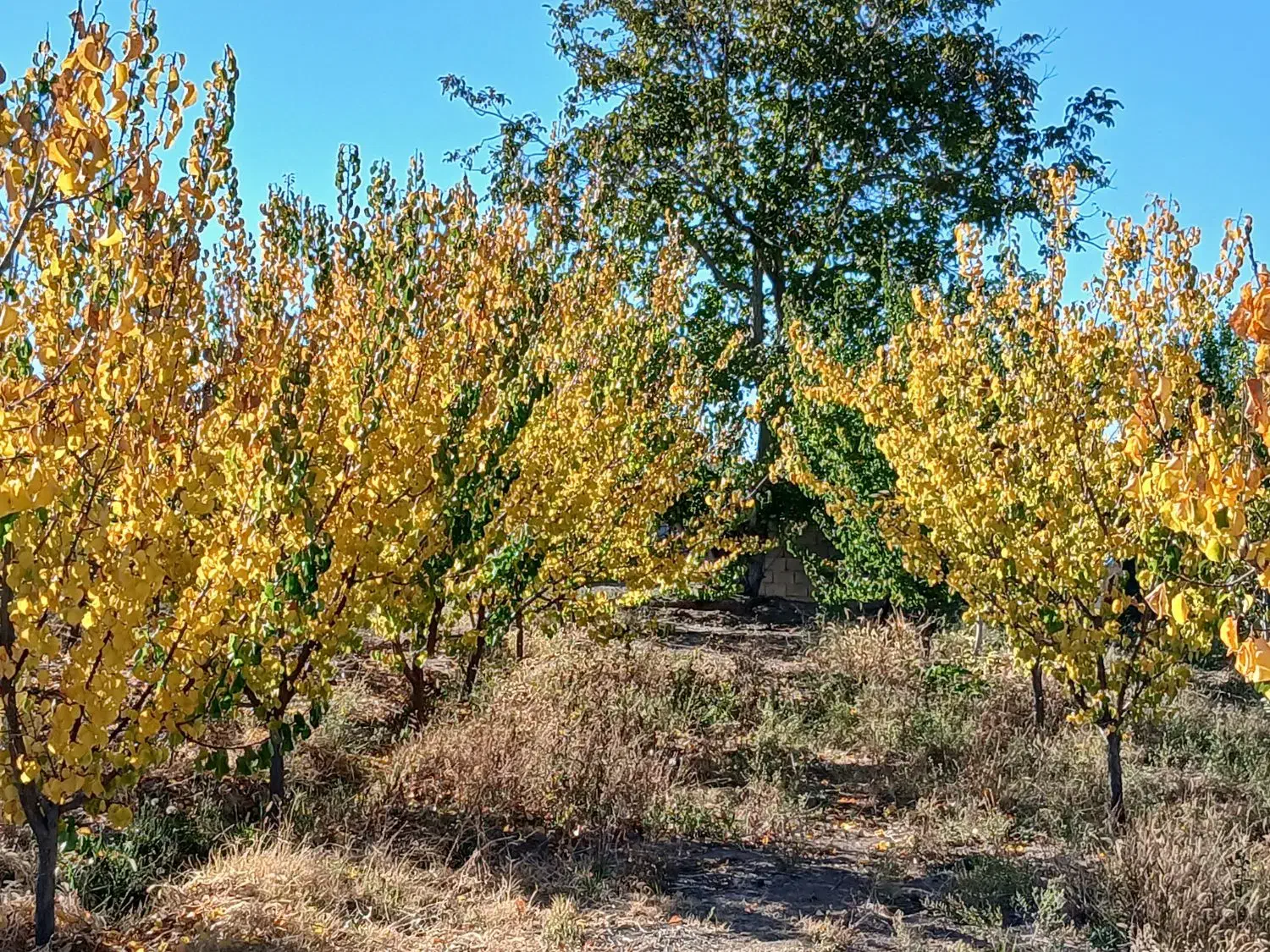 باغ هزار متری در روستای بنگی با یک ساعت آب ملکیتی|فروش خانه و ویلا|مرند, |دیوار