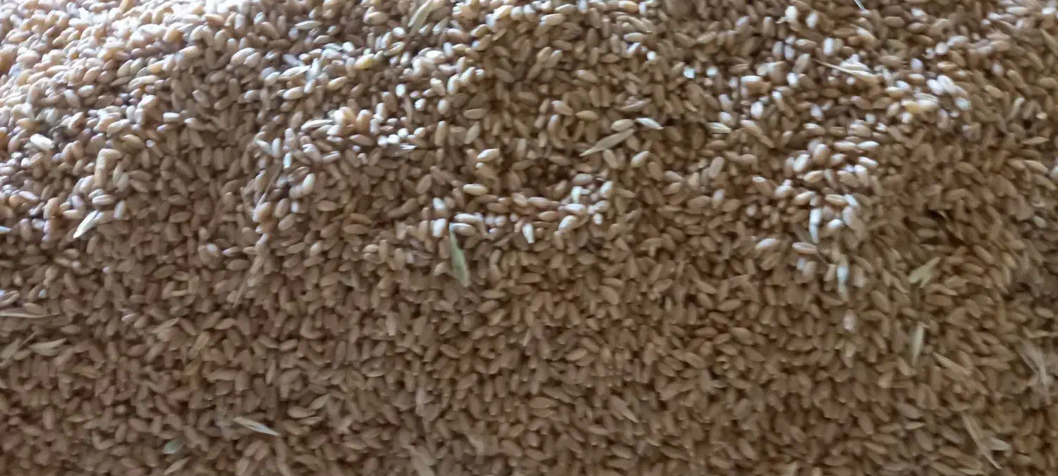 گندم سیروان|عمدهفروشی|رامشیر, |دیوار