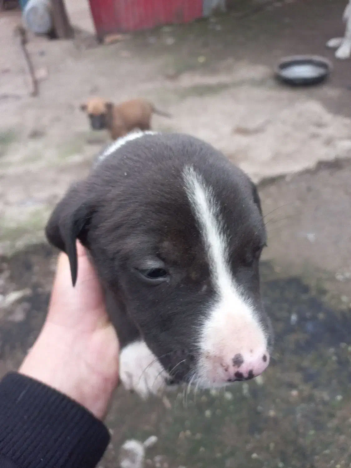 سگ داگو ارژانتین|سگ|رشت, بیجارپس|دیوار