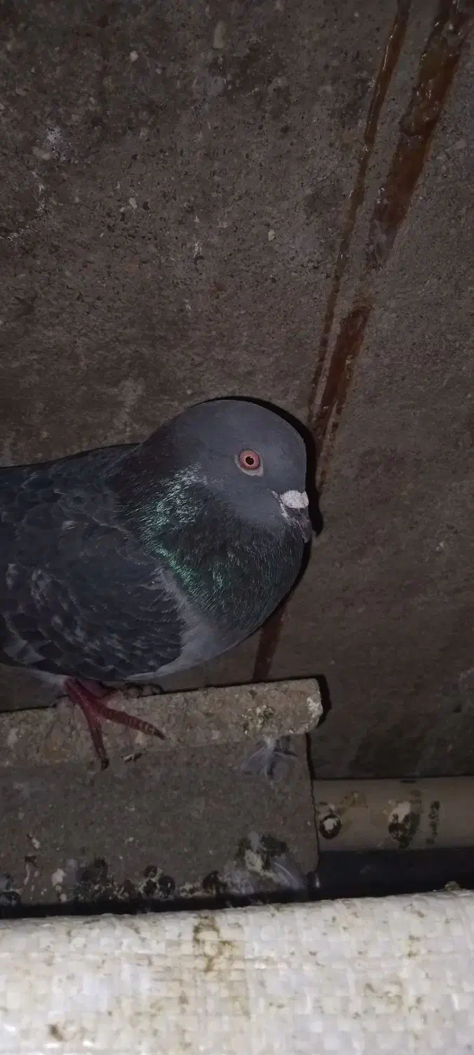 کاشانی|پرنده|مسجد سلیمان, |دیوار