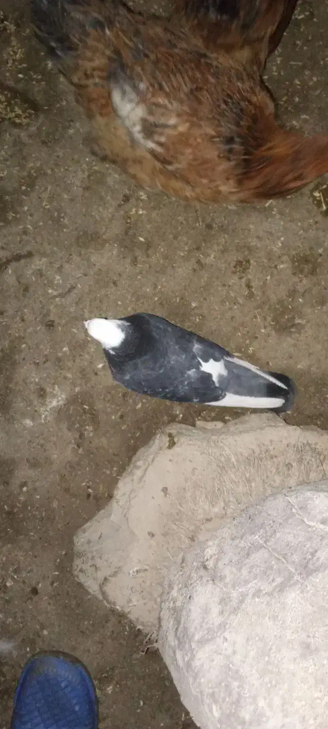 ۸ عدد کبوتر|حیوانات|چالدران, |دیوار