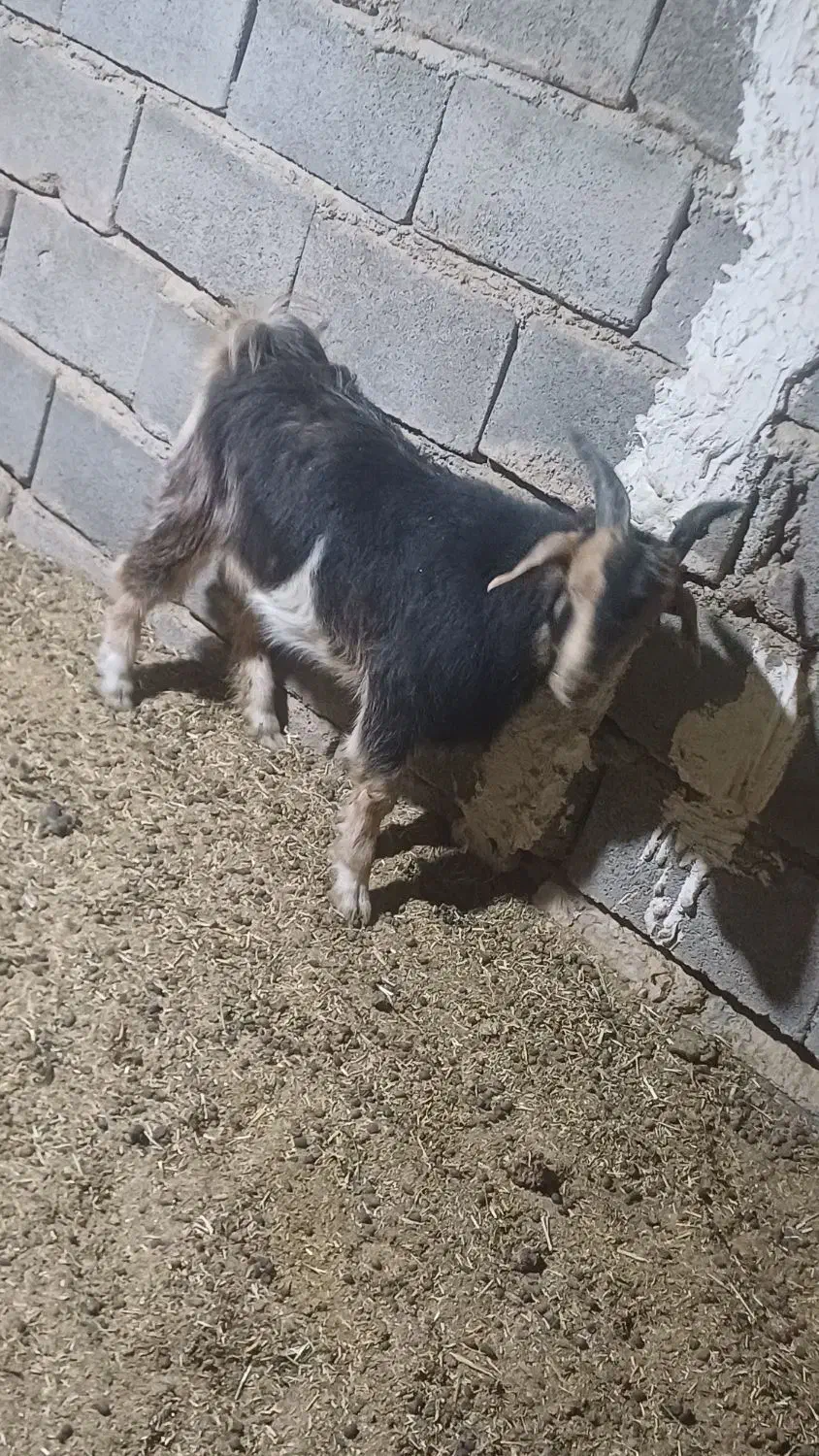 کهره نر|حیوانات مزرعه|شیراز, شاهچراغ|دیوار