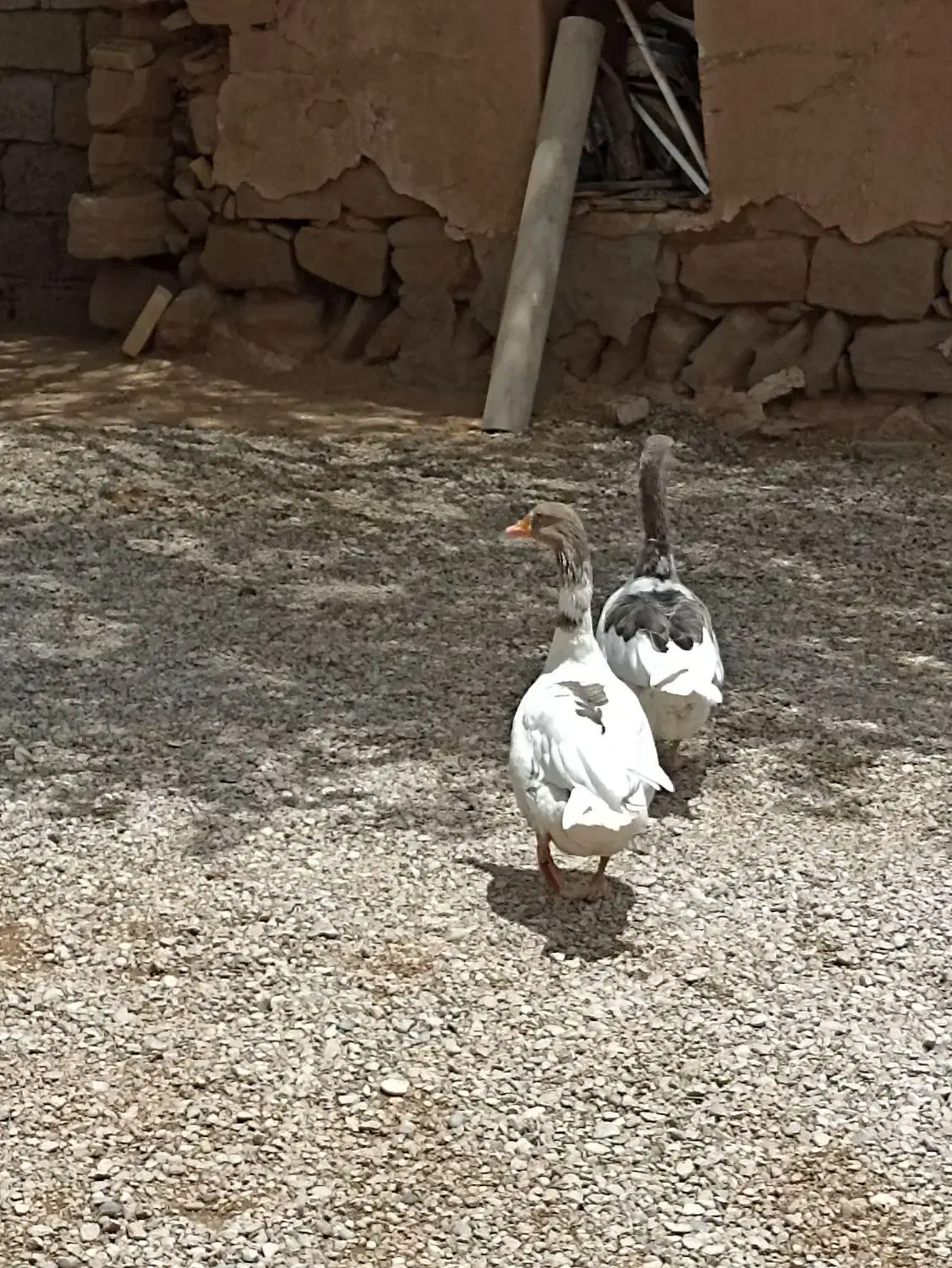 عروس هلندی و دوتا غاز|پرنده|شوشتر, |دیوار