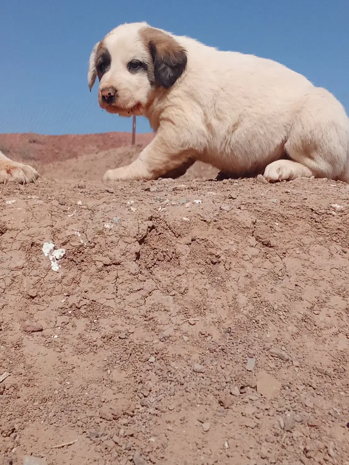 توله سگ افقان|سگ|بیرجند, |دیوار