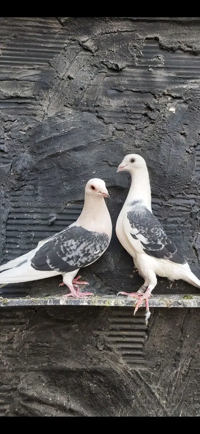 کفتر|پرنده|چهاردانگه (تهران), |دیوار