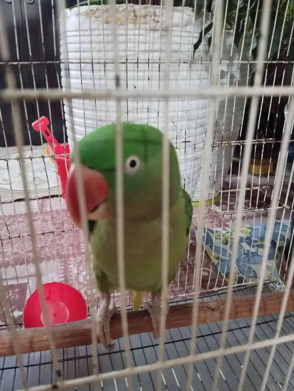 طوطی سخنگو|پرنده|بندرلنگه, |دیوار