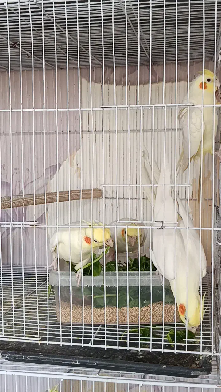 عروس هلندی و آقا ایرج|پرنده|مشهد, دوست آباد|دیوار