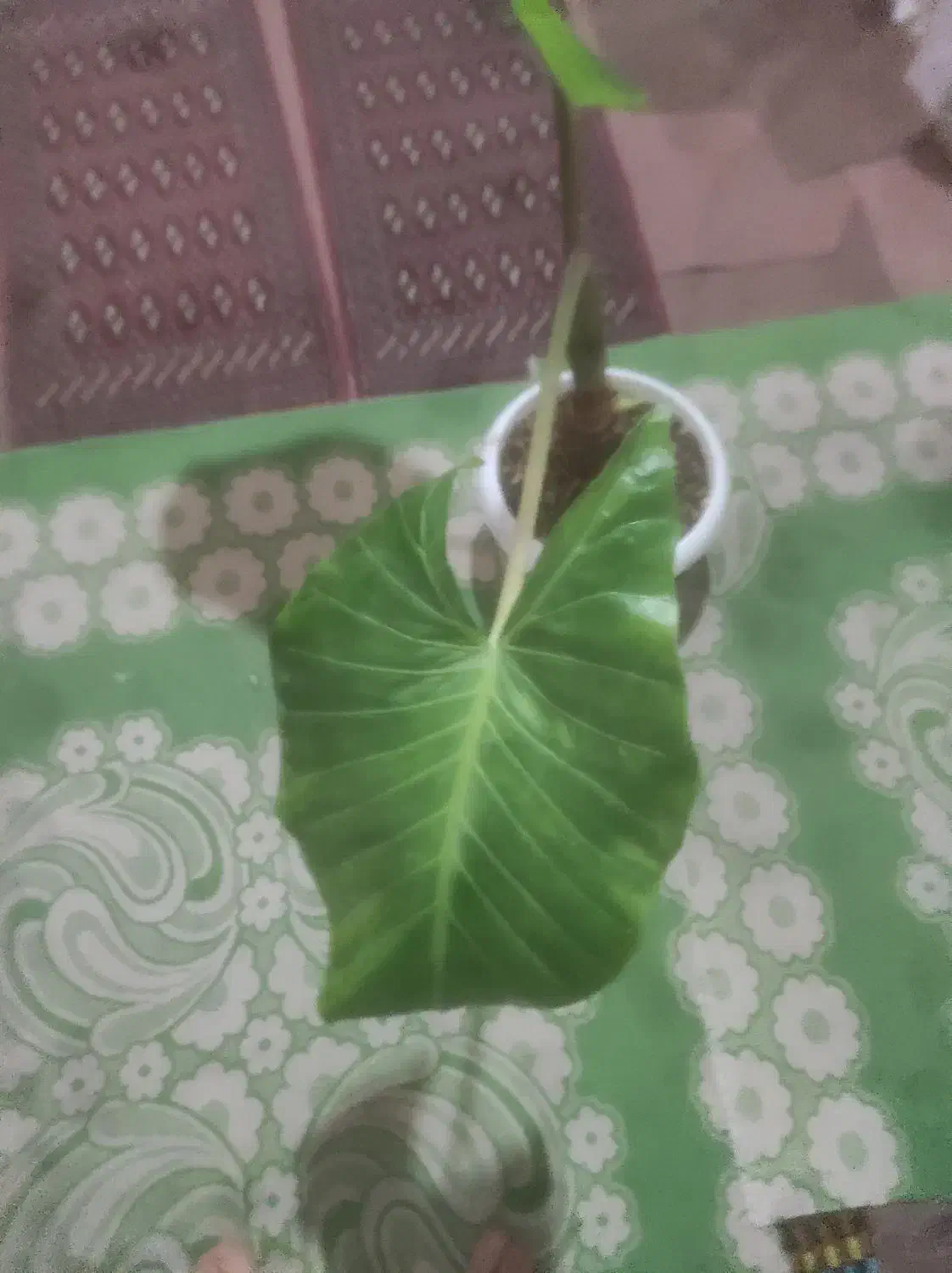 گل زیبا|گل و گیاه طبیعی|تالش, هشتپر|دیوار