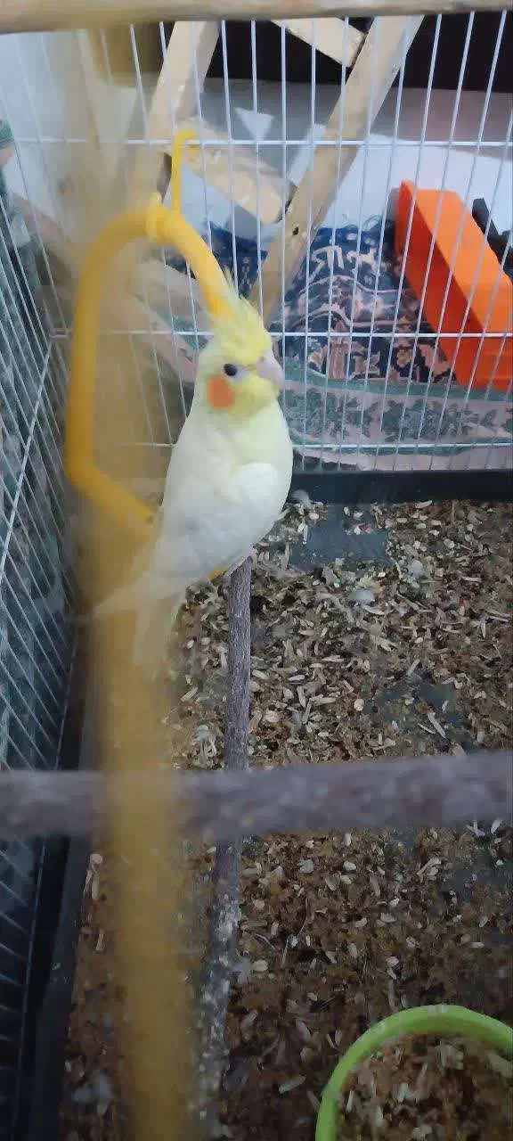 عروس هلندی دستی|پرنده|مهریز, |دیوار