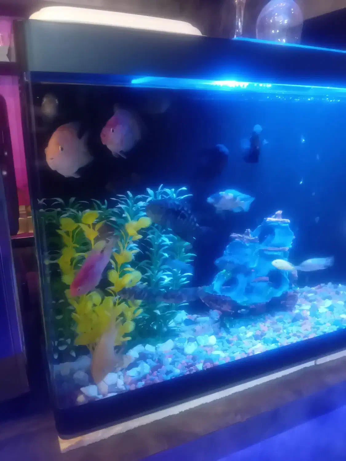 ماهی آکواریوم|ماهی|سراب, |دیوار