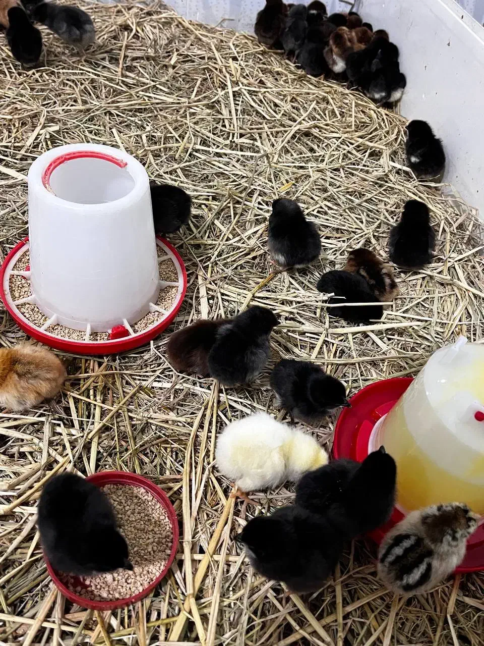 جوجه محلی جوجه کاکلی جوجه گردن لخت|حیوانات مزرعه|آستارا, |دیوار