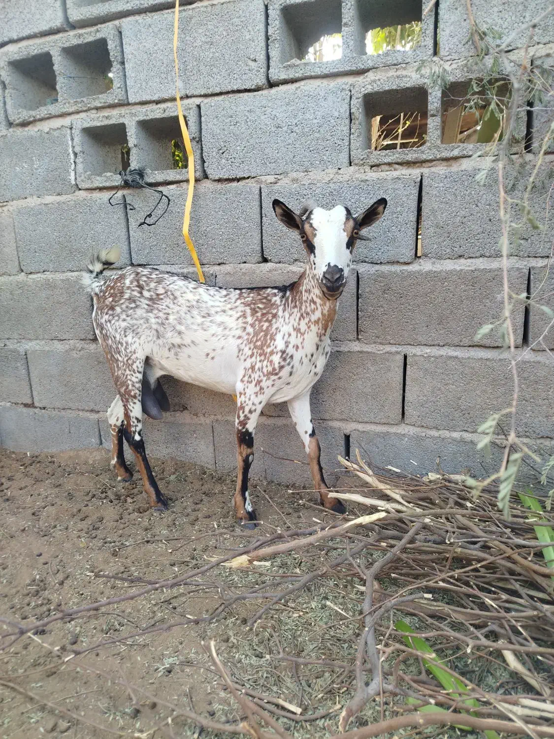 بزنقشی|حیوانات مزرعه|بندرعباس, |دیوار