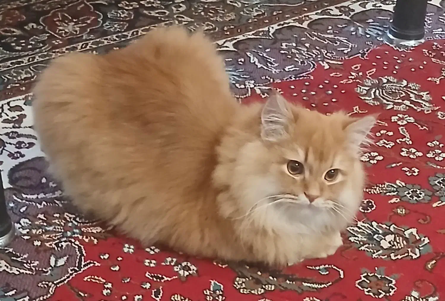 گربه پرشین دال فیس  نر  جهت جفگیری|گربه|نیشابور, جمهوری|دیوار