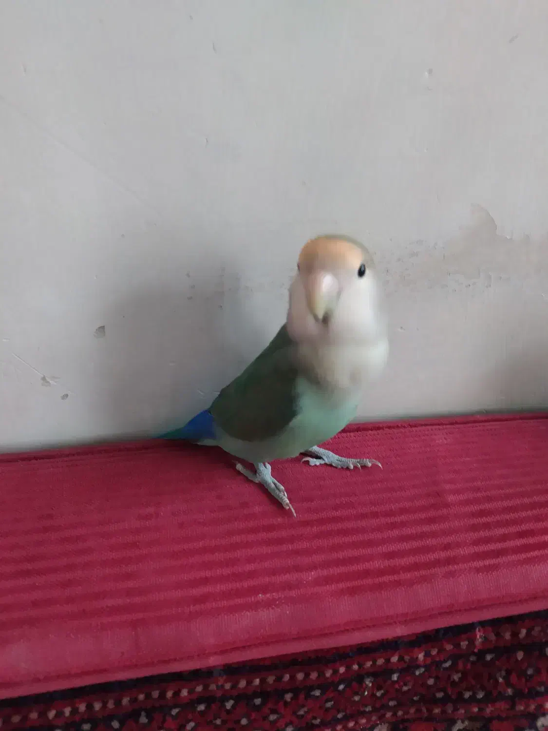 طوطی برزیلی نر|پرنده|ری, شهید بهشتی|دیوار