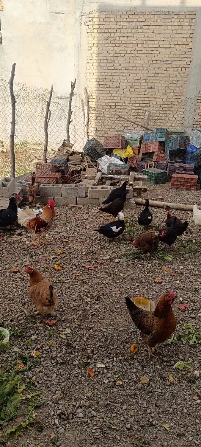 مرغ و خروس محلی|حیوانات مزرعه|ربط, |دیوار