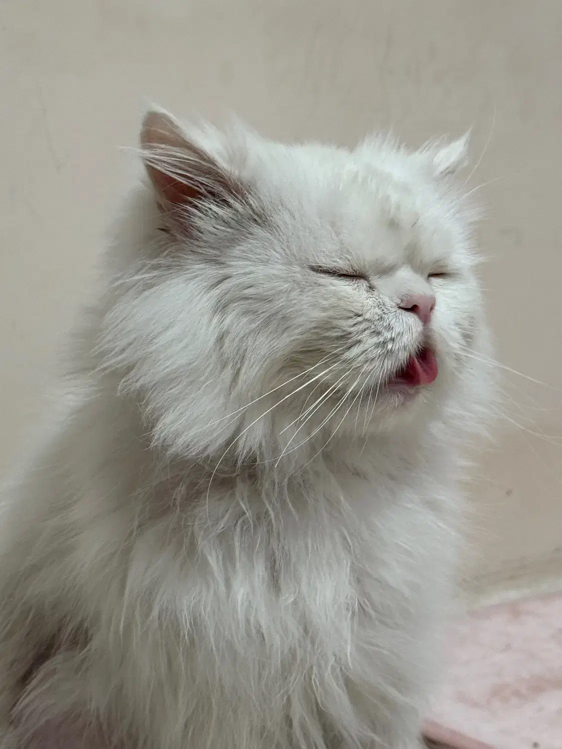 گربه پرشین|گربه|سبزوار, ولیعصر (نجار آباد)|دیوار