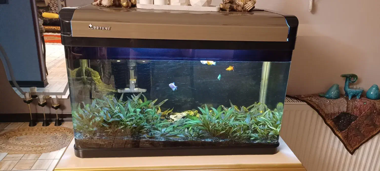 آکواریوم درب دار شیشه خم|ماهی|صدرا-فارس, فاز ۱|دیوار