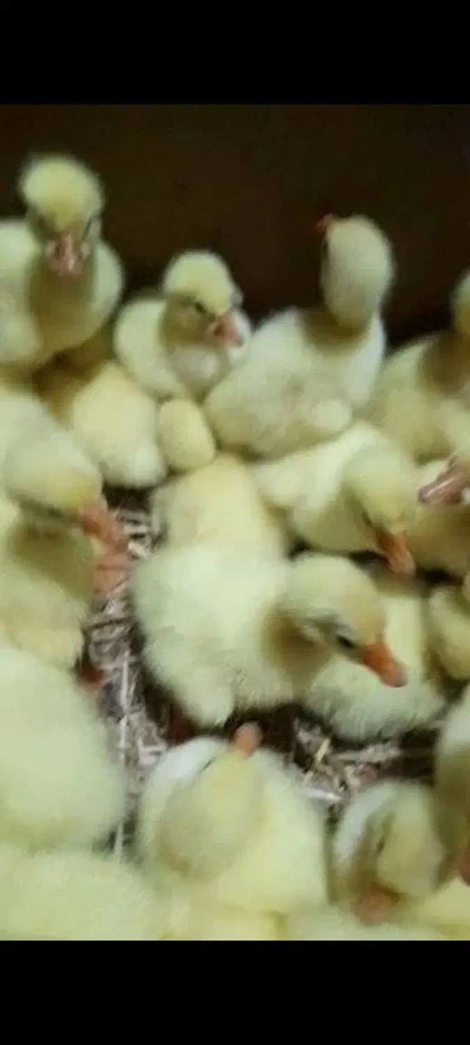 فروش جوجه غاز لیندا|حیوانات مزرعه|کیاکلا, |دیوار