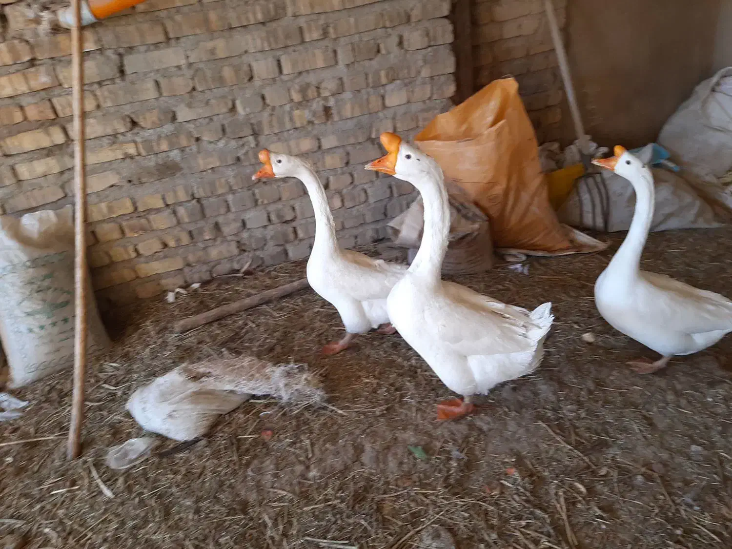 بوقلمون محلی وقو|حیوانات مزرعه|ضیاء آباد, |دیوار