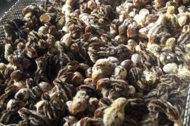 جوجه بلدرچین ژاپنی ، اردک پکنی ، رسمی|حیوانات مزرعه|شریفآباد, |دیوار