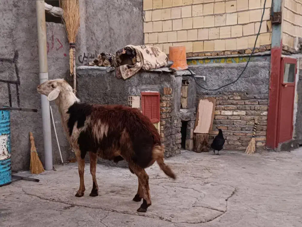 قوچ|حیوانات مزرعه|الشتر, |دیوار