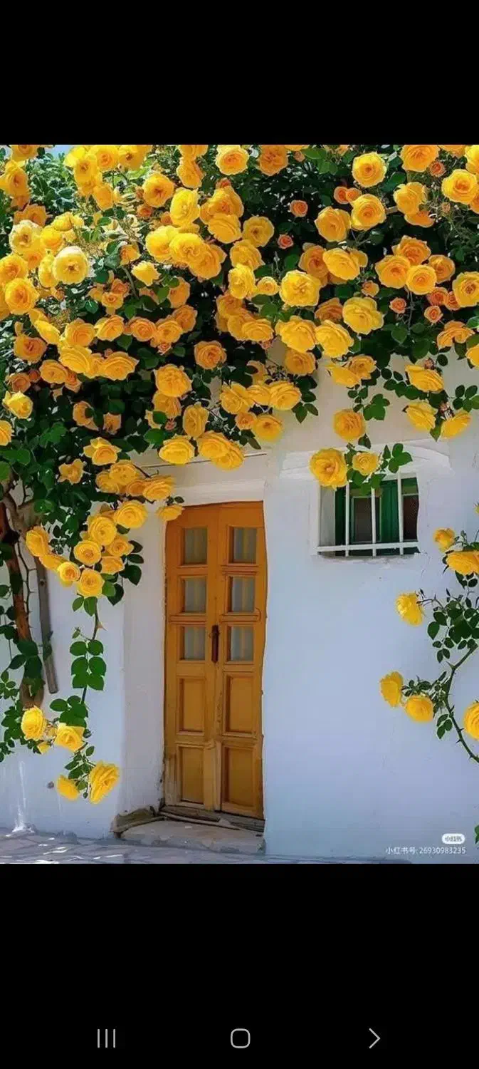 اجاره منزل ویلایی طبقه ۲|اجارهٔ خانه و ویلا|شیراز, میرزاکوچک خان|دیوار