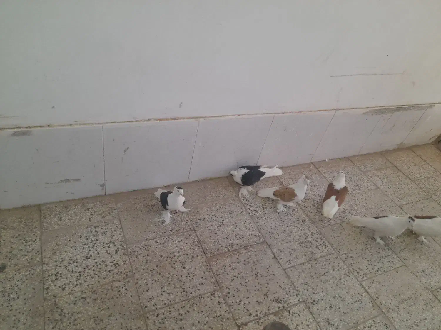 پرپا گلی تزئینی|پرنده|تربت‌حیدریه, رضاشهر|دیوار