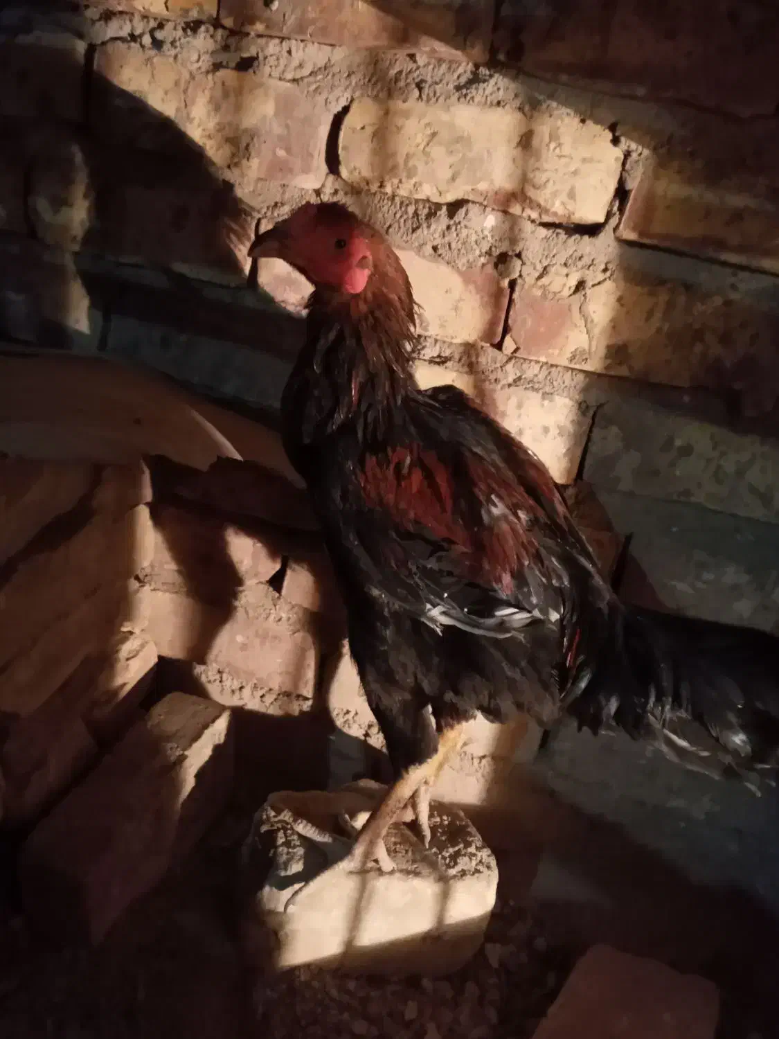 حراج خروس لاری و مرغ|حراج|زابل, |دیوار