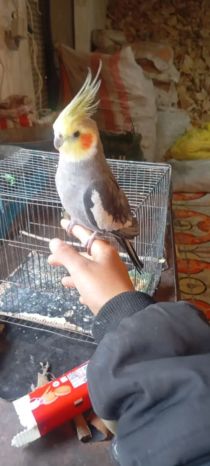 عروس هلندی سخنگو|پرنده|کوهدشت, |دیوار