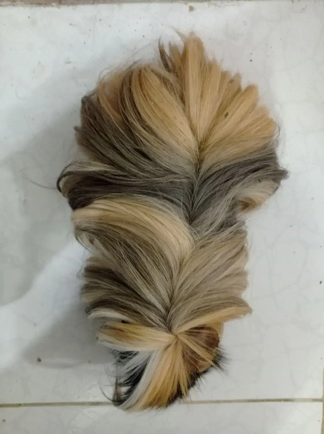 خوکچه هندی|موش و خرگوش|رشت, رشتیان|دیوار