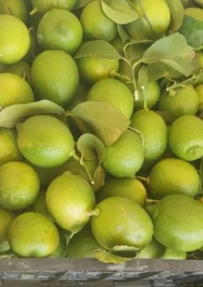 درخت|خوردنی و آشامیدنی|کیش, |دیوار