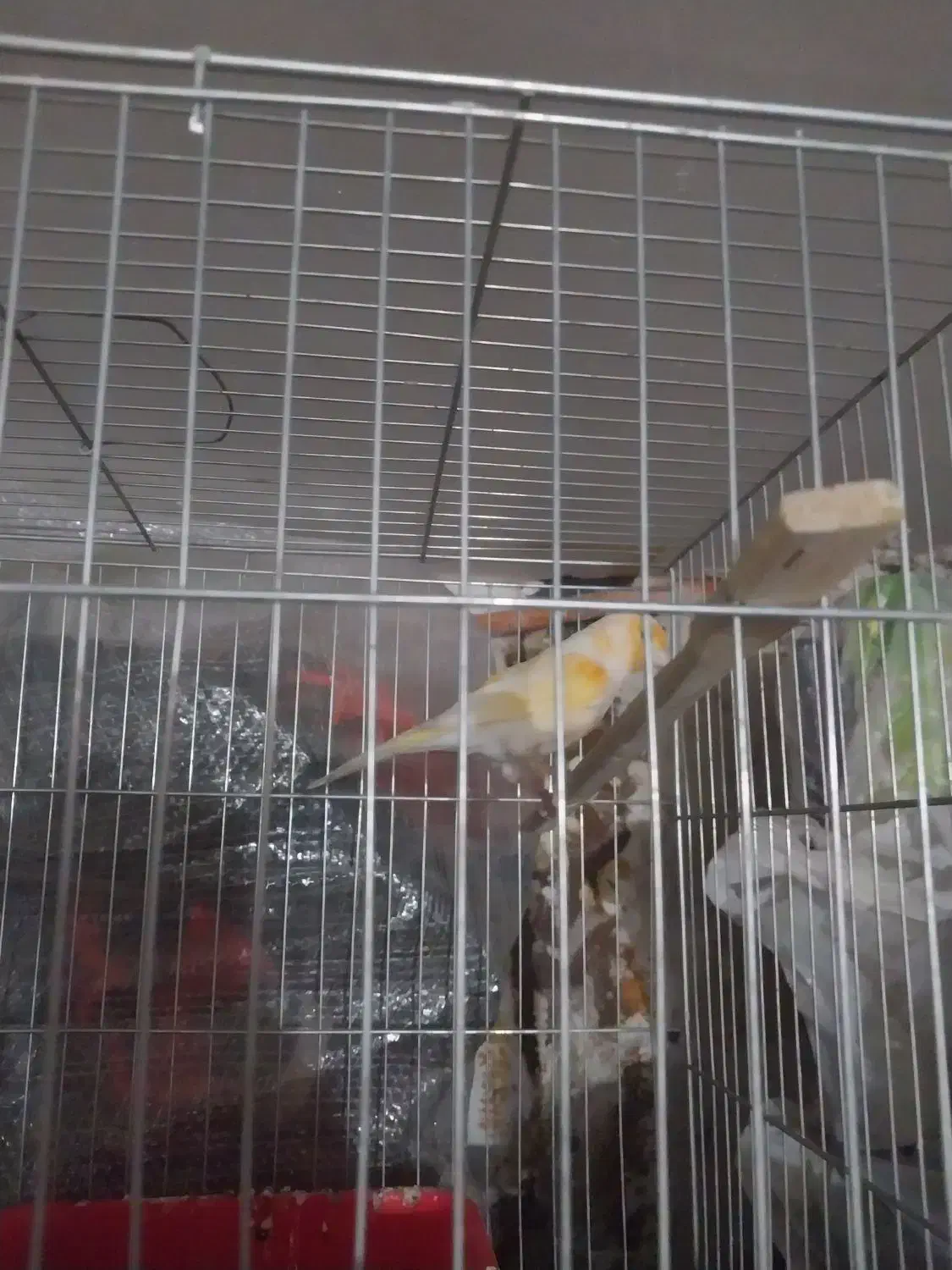 قناری پرتغالی|پرنده|قرچک, باقرآباد|دیوار