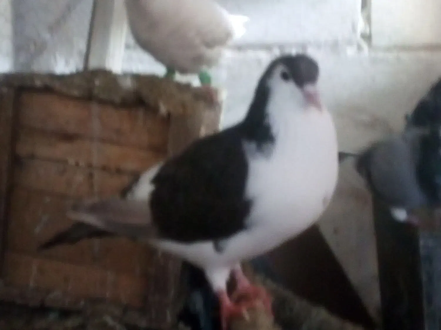 کبوتر|پرنده|تربتحیدریه, آغوی|دیوار