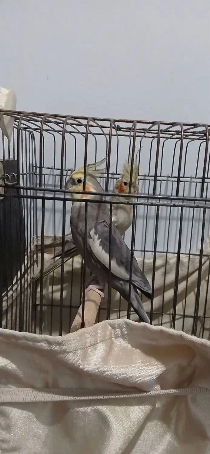 عروس هلندی نروماده|پرنده|اسلامشهر, شهرک سعیدیه|دیوار