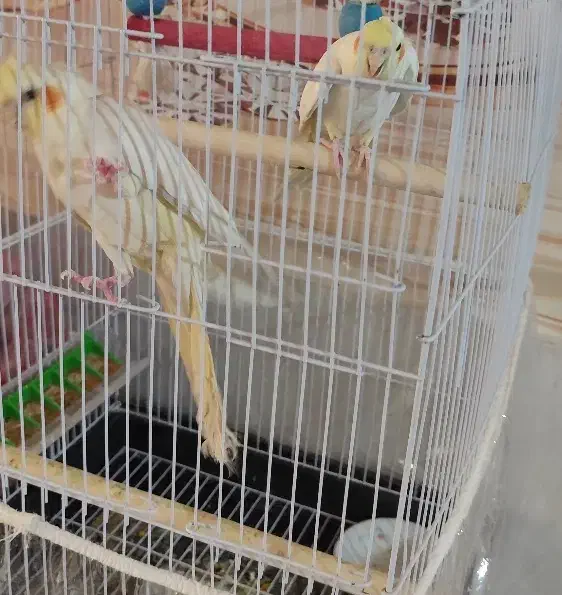 دو جفت عروس هلندی لوتینو البینو|پرنده|مشهد, شهید علی محمدی|دیوار