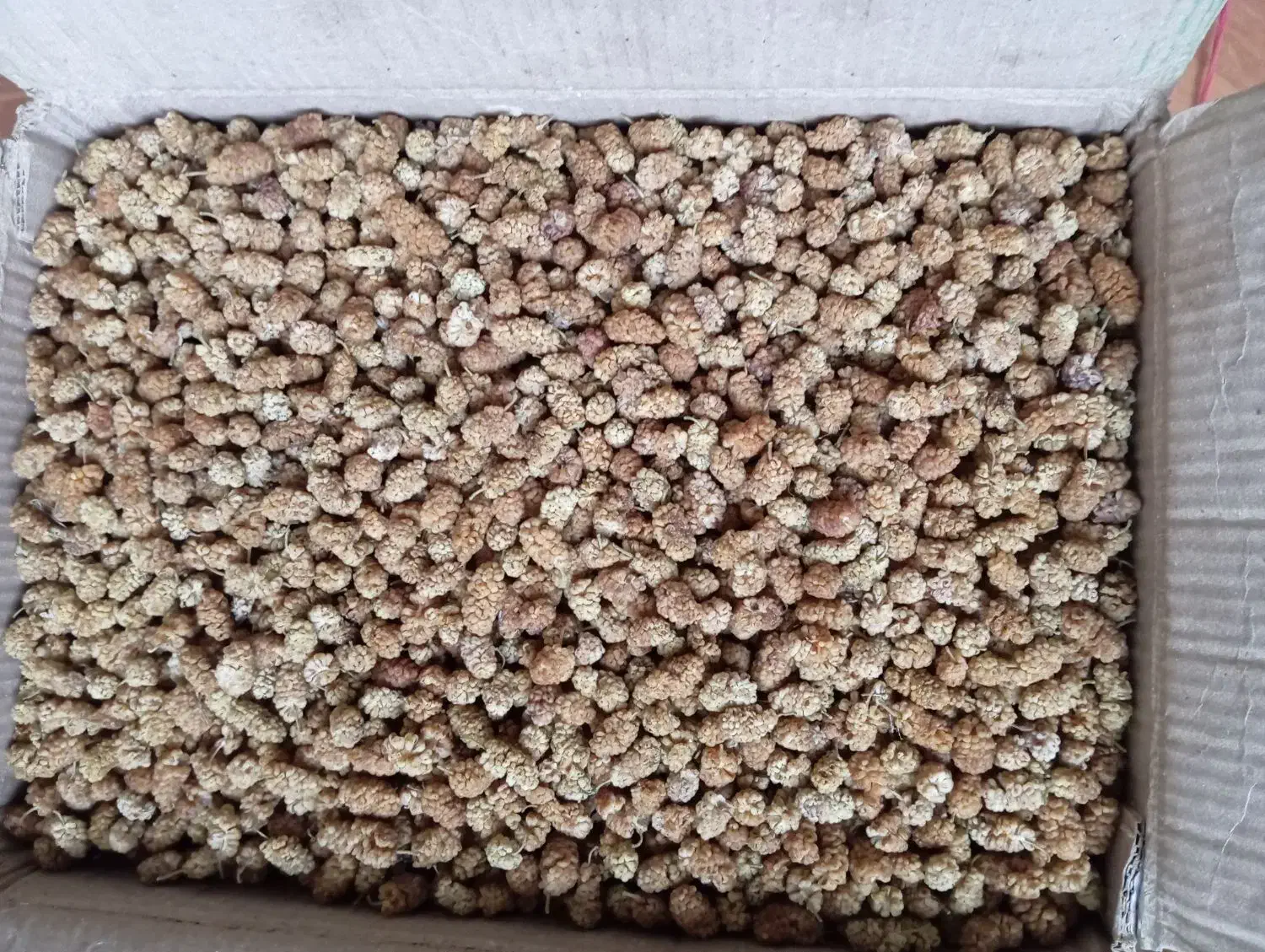 توت|عمده‌فروشی|کامیاران, |دیوار