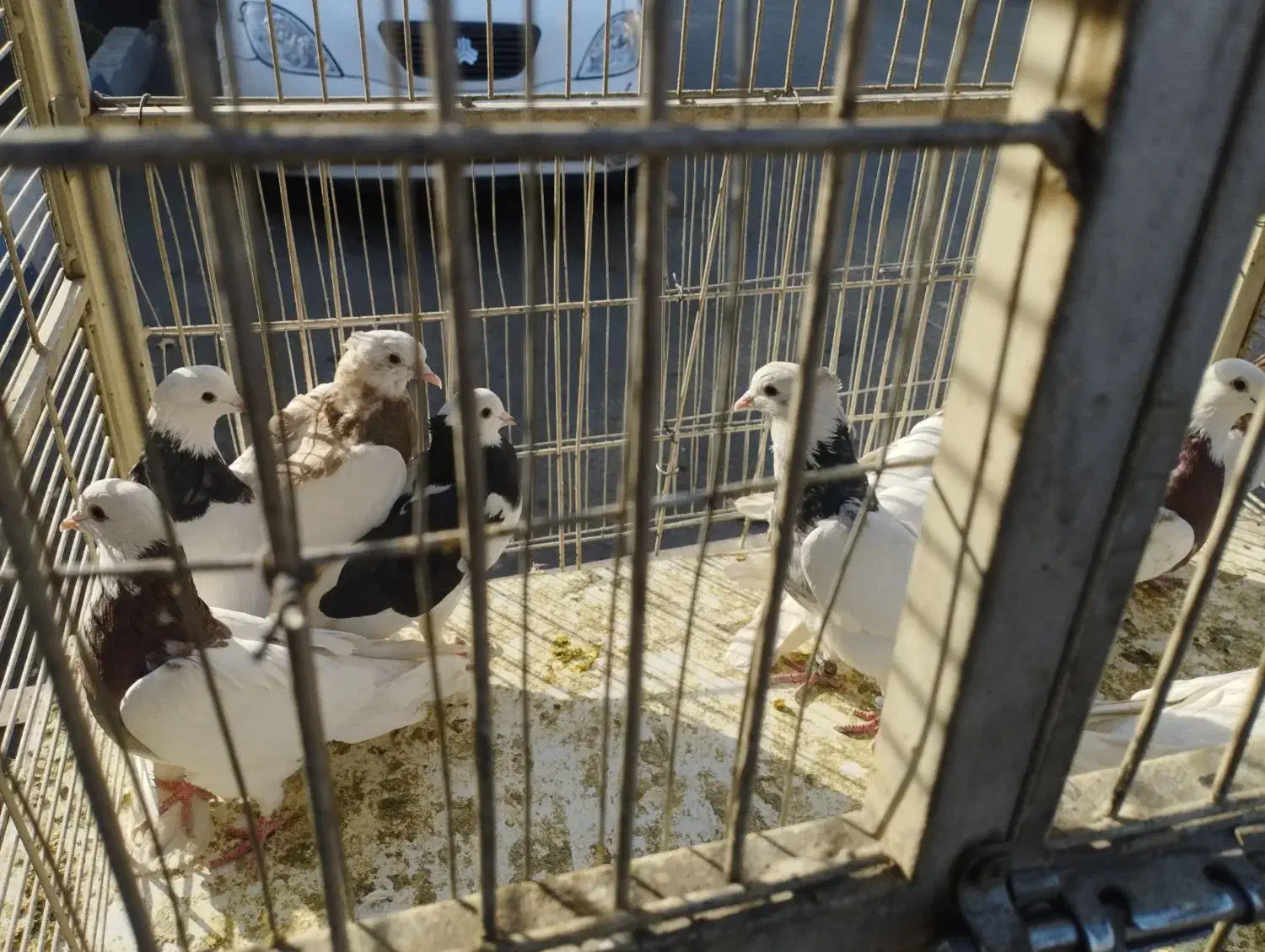 طوقی 6عدد|پرنده|پاکدشت, پاکدشت (مامازند)|دیوار