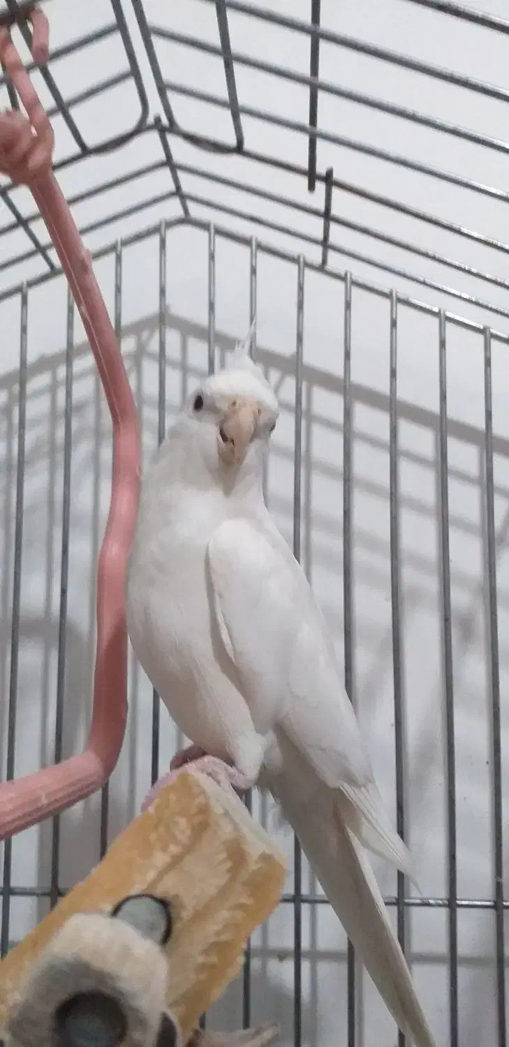 پرنده|پرنده|سراب, |دیوار