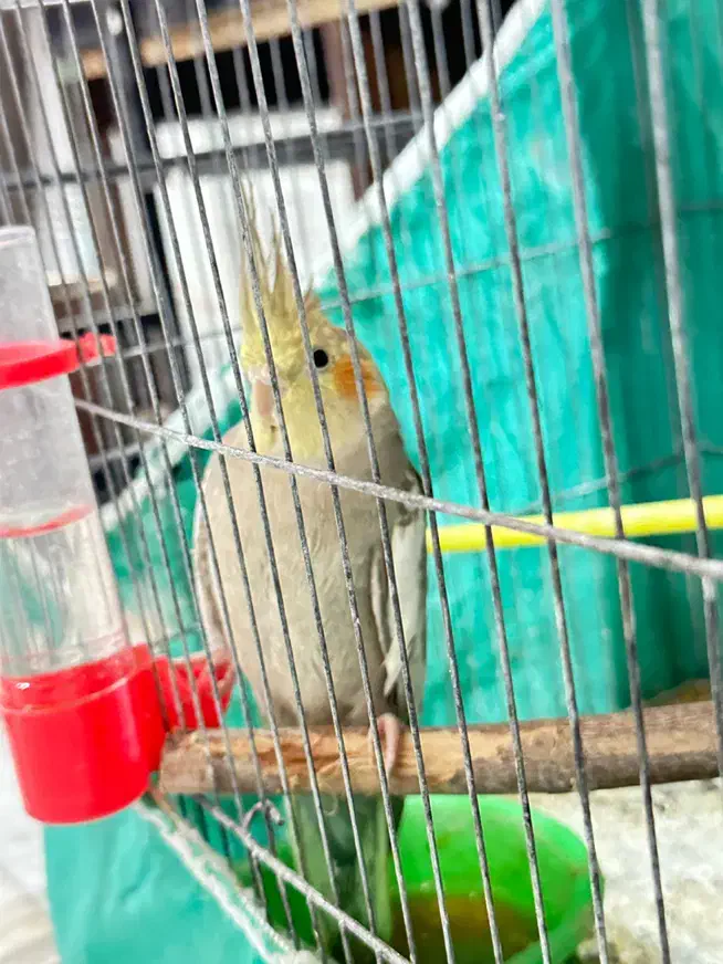 گرینچیک دستی و عروس هلندی مرواریدی ماده باهم|پرنده|یزد, |دیوار