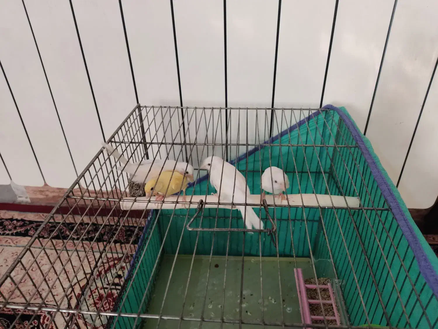 قناری|پرنده|کرمانشاه, |دیوار