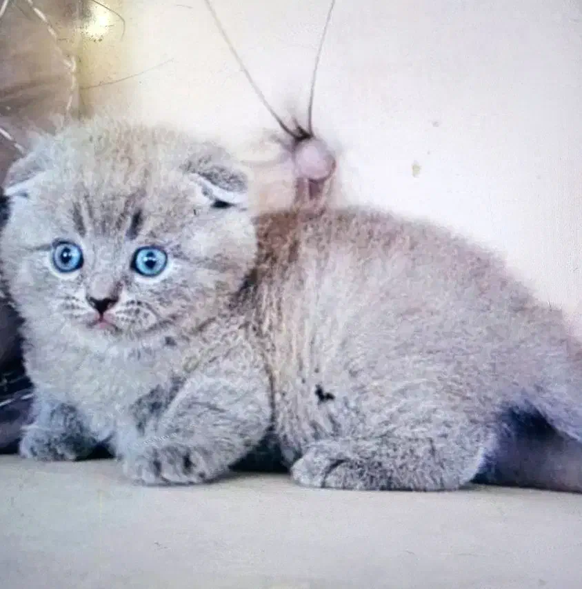 اسکاتیش بلو|گربه|آبادان, |دیوار