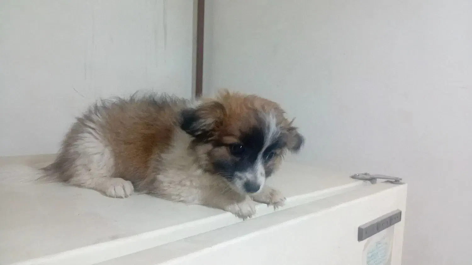 سگ پا کوتاه نر پدر تریر مادر شیتزو|سگ|تبریز, |دیوار