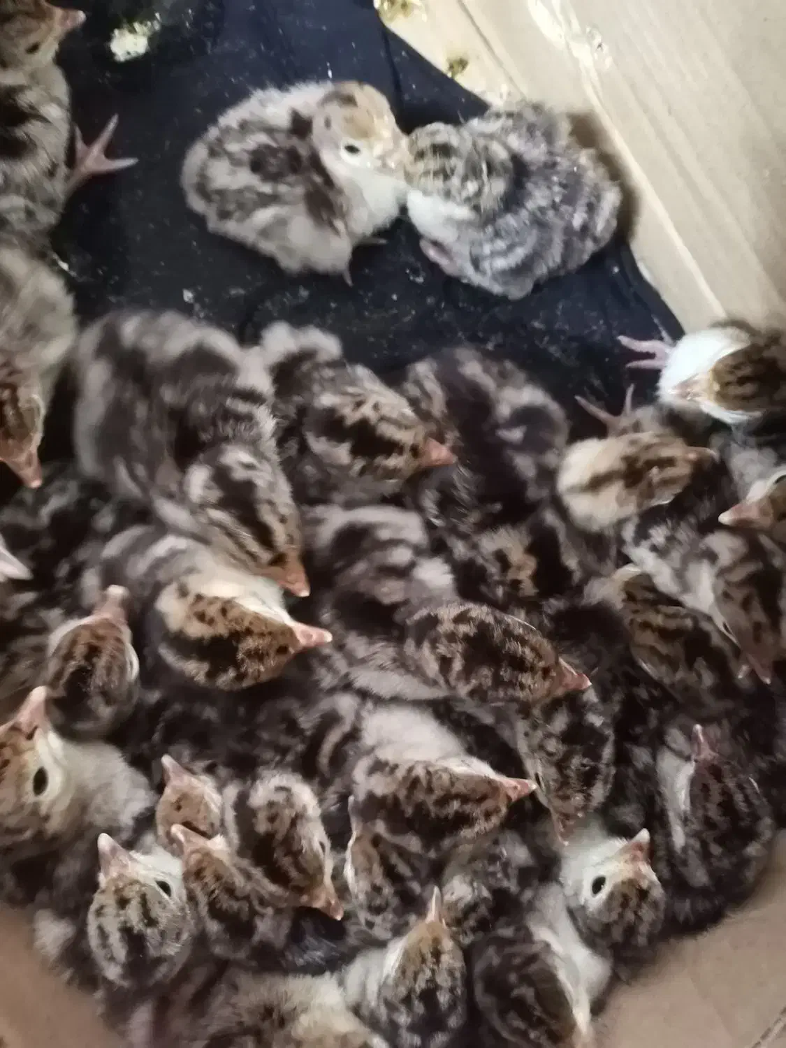 جوجه بوقلمون تازه در اومده|حیوانات مزرعه|قائمشهر, |دیوار