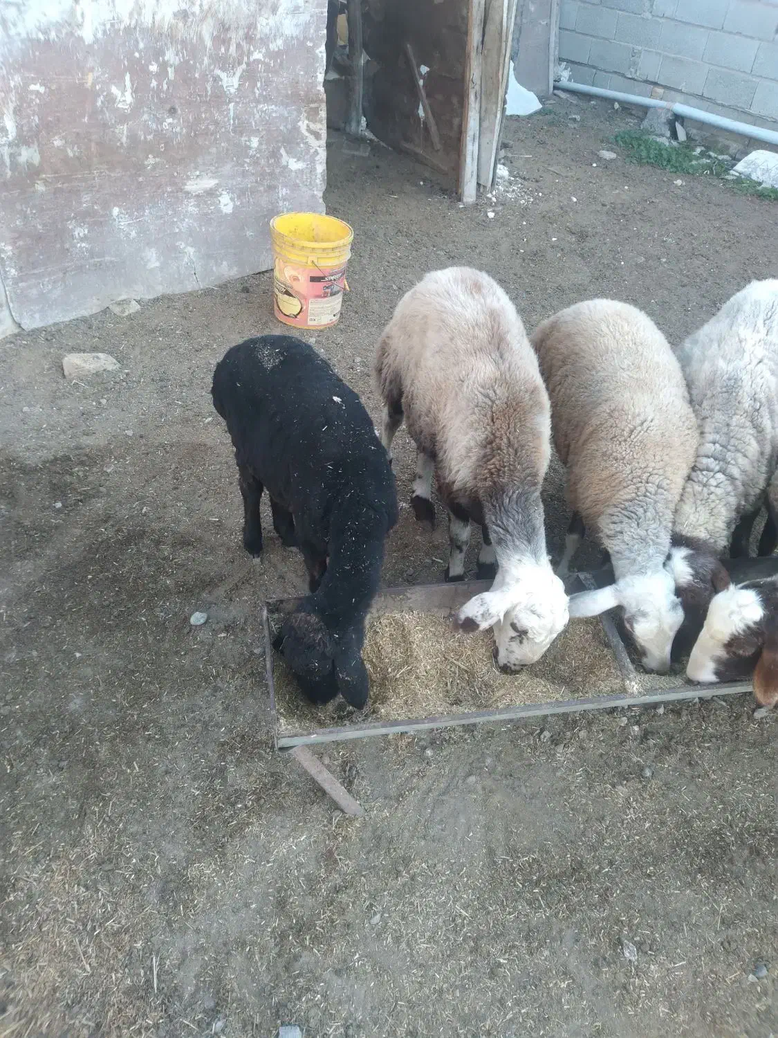 ۴عدد گوسفند|حیوانات مزرعه|گمیشان, |دیوار