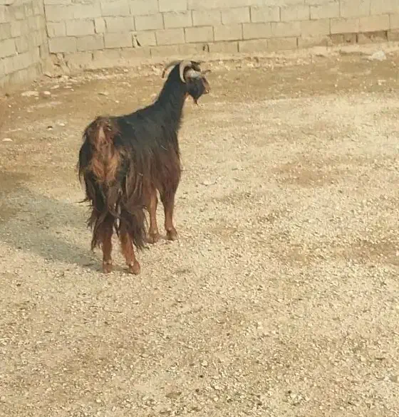 بز  سرقتی|حیوانات|اندیمشک, |دیوار