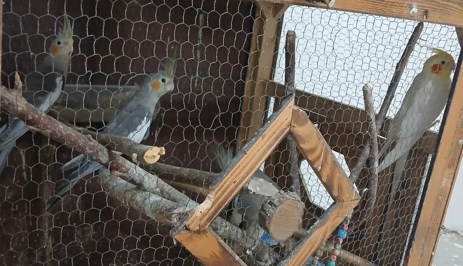 چهار عدد عروس هلندی|پرنده|ماکلوان, |دیوار