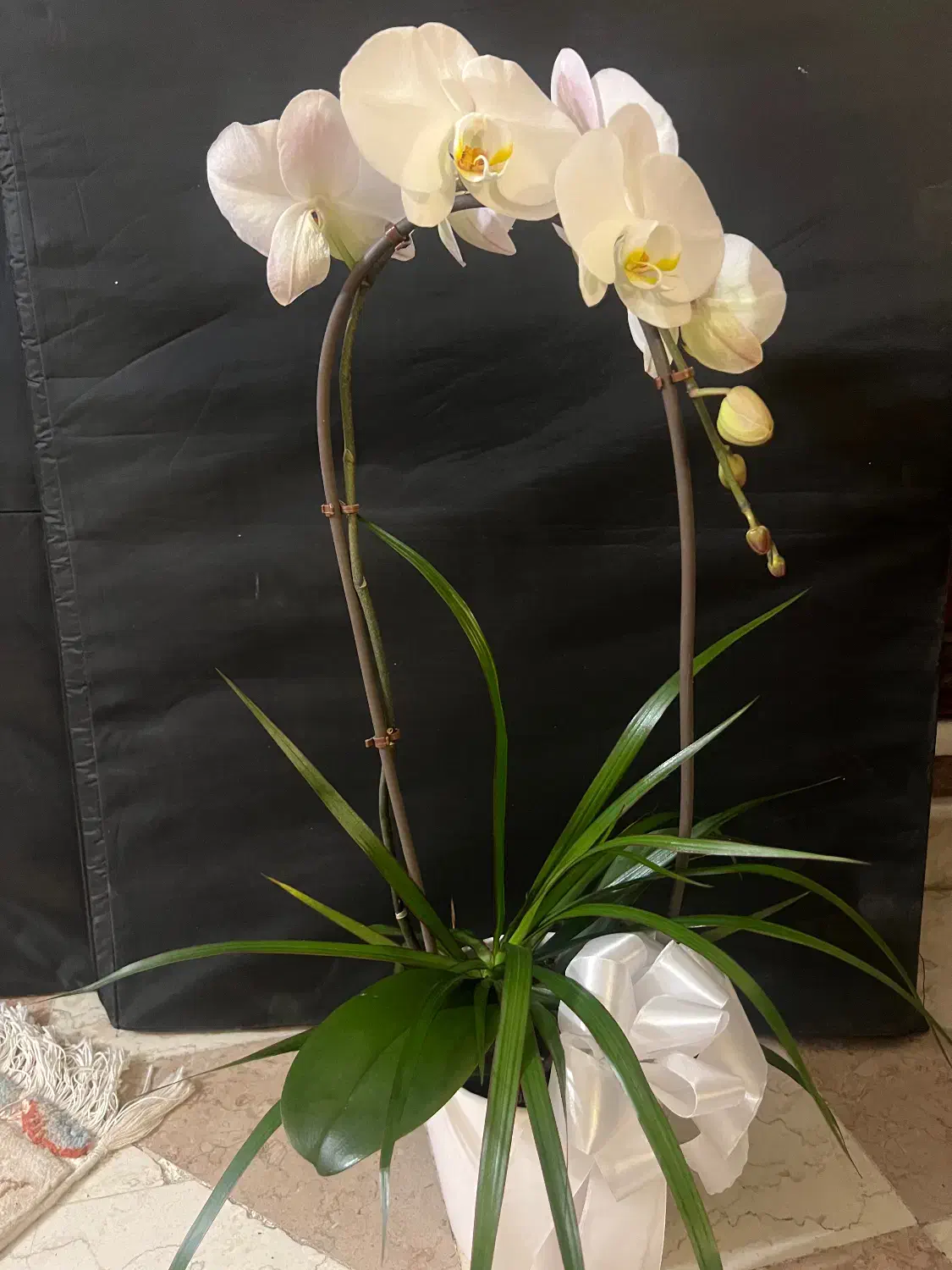 گل طبیعی ارکیده|گل و گیاه طبیعی|تهران, قلهک|دیوار