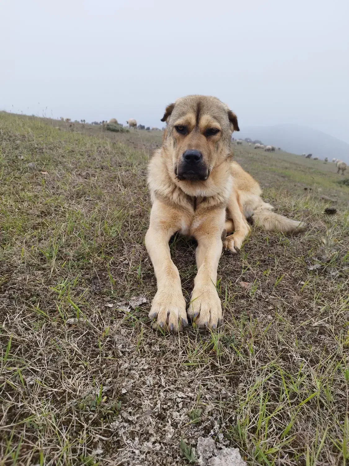 سگ میکس سراب ،پژدر،خالص ۱۳ماه|سگ|رحیم‌آباد, |دیوار